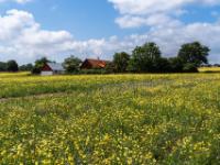 Bauernhof bei Årsdale inmitten einer leuchtenden Blumenwiese